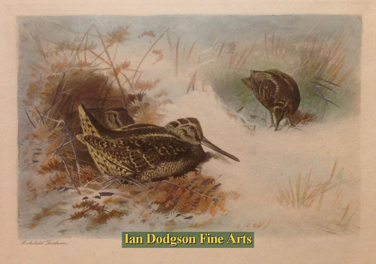 Woodcock in Snow by Archibald Thorburn